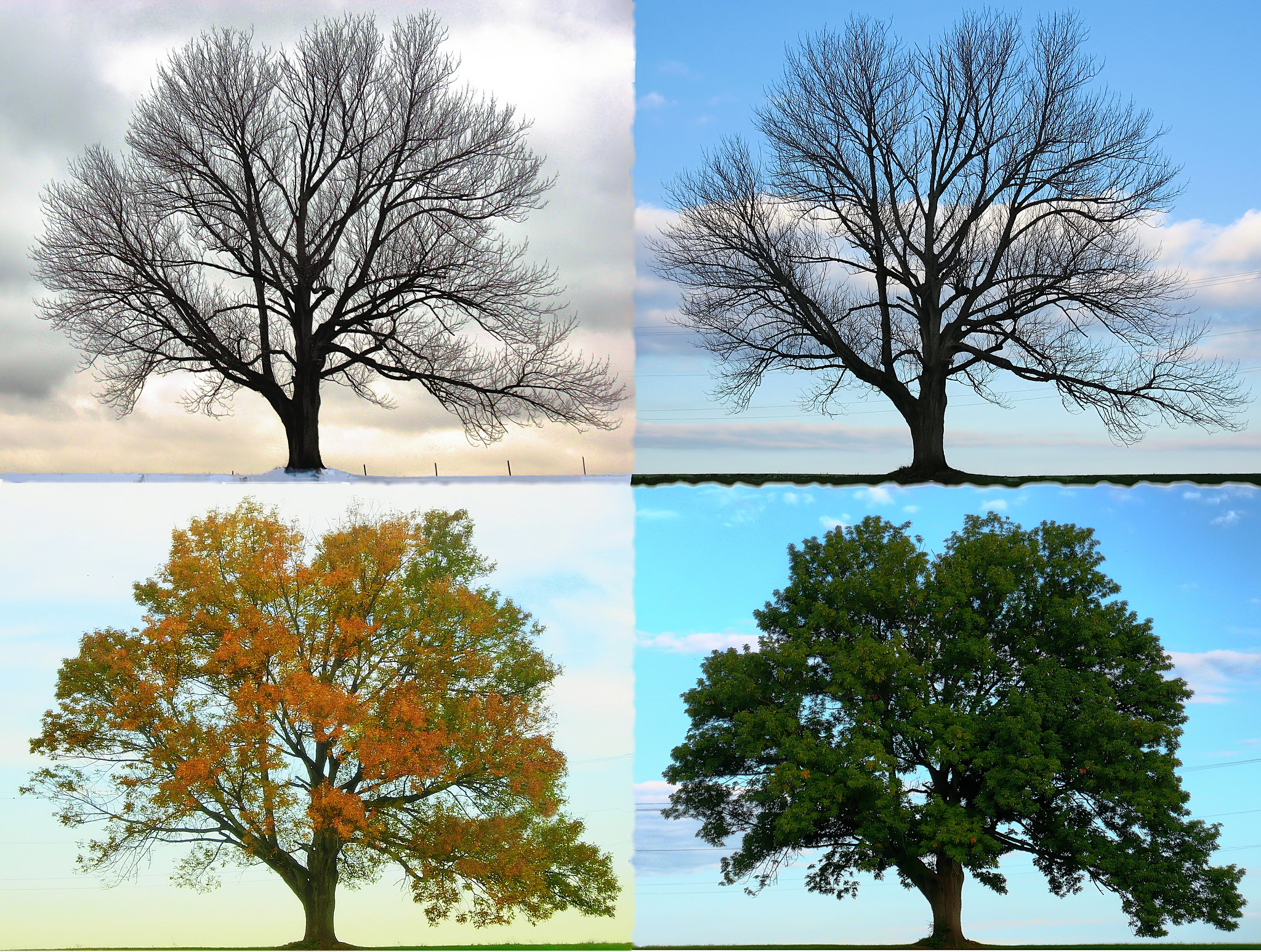 Пора года 4 букв. Времена года на дереве. Дерево в разные времена года. Дерево летом и осенью.